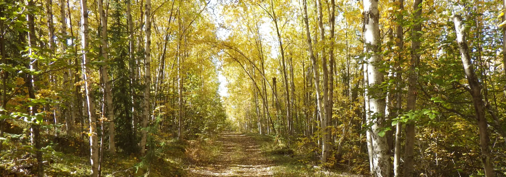 A trail in the woods with yellow leaves on it.